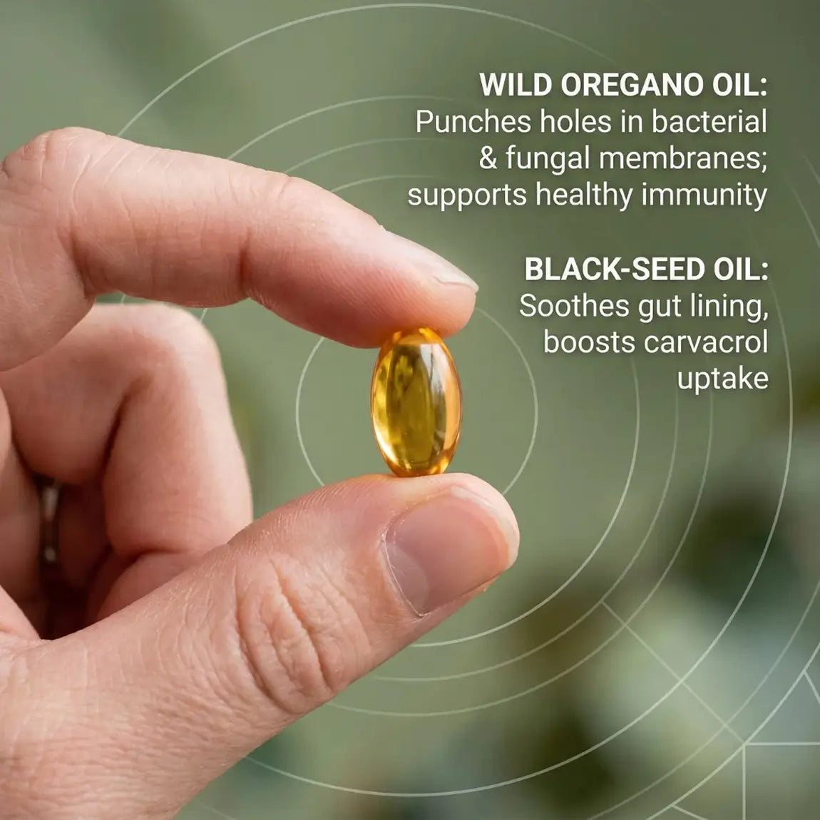 Oil of Oregano Capsules - Softgels